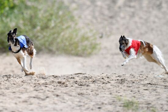 Russia Lure Coursing