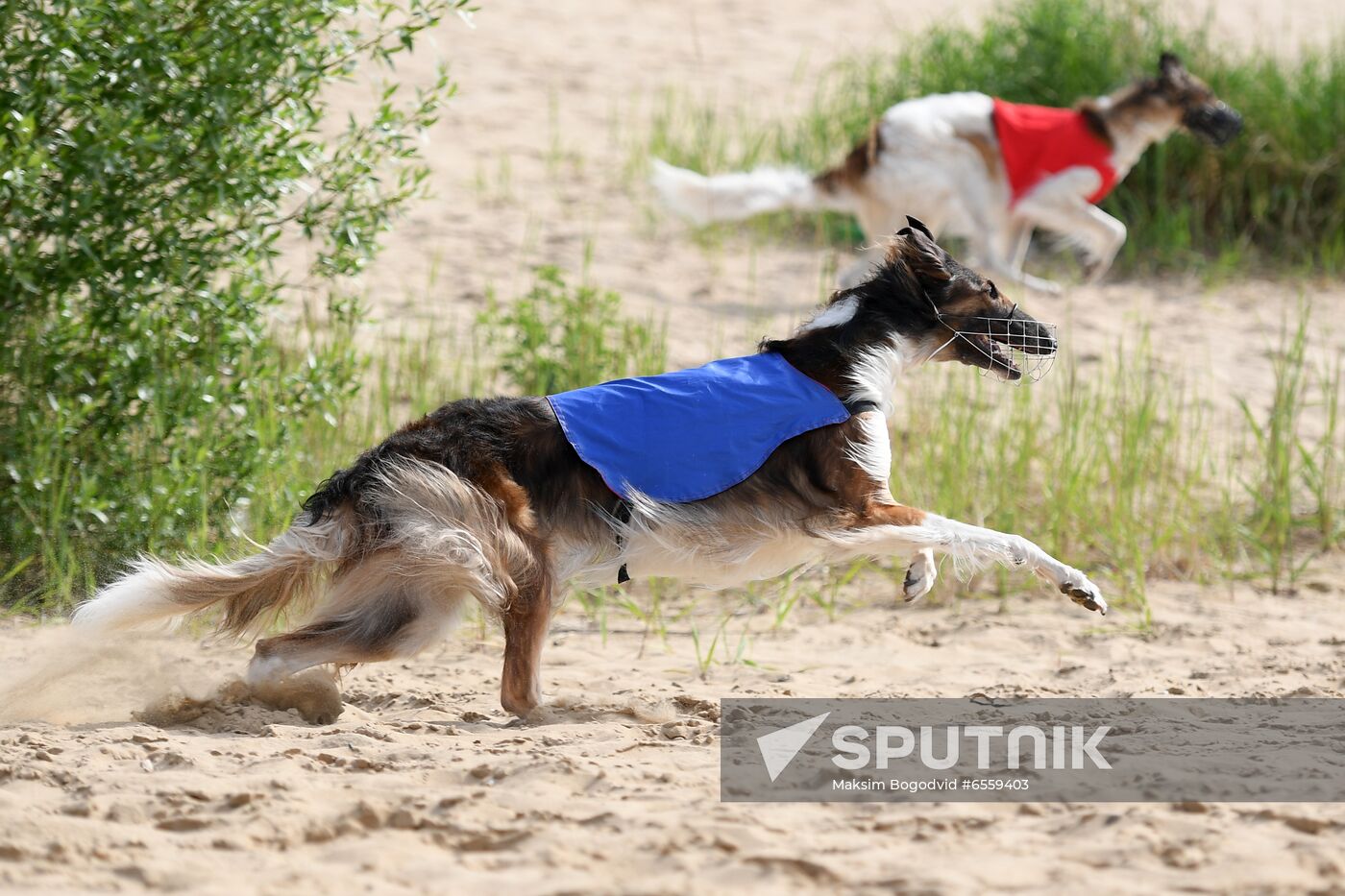 Russia Lure Coursing