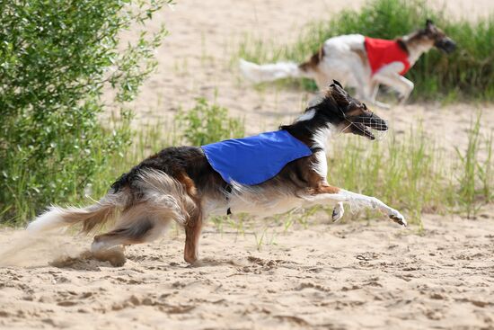 Russia Lure Coursing