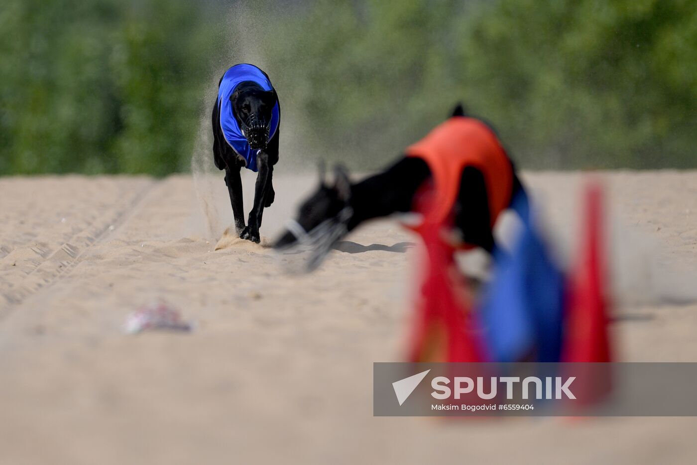 Russia Lure Coursing