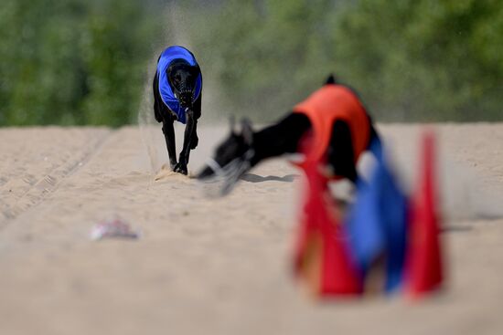 Russia Lure Coursing