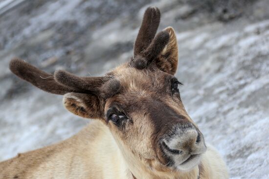 Russia Wildlife
