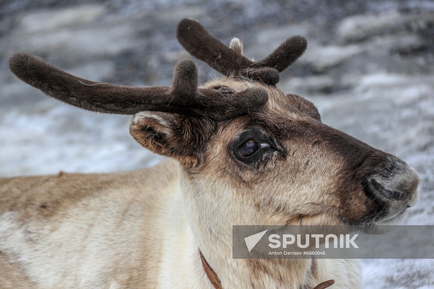 Russia Wildlife