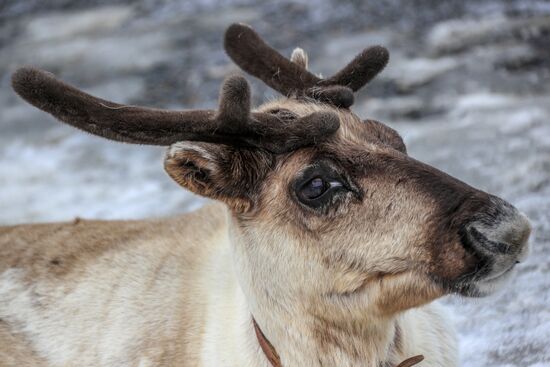 Russia Wildlife