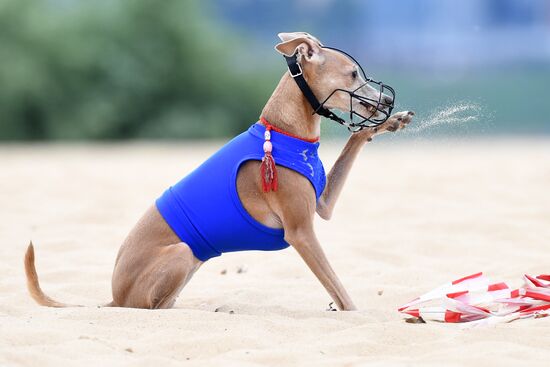 Russia Lure Coursing