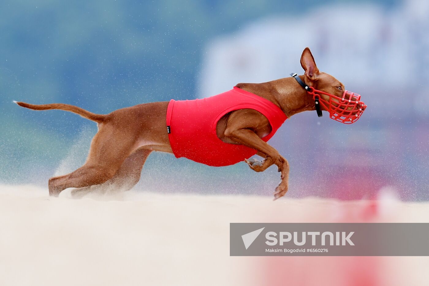 Russia Lure Coursing