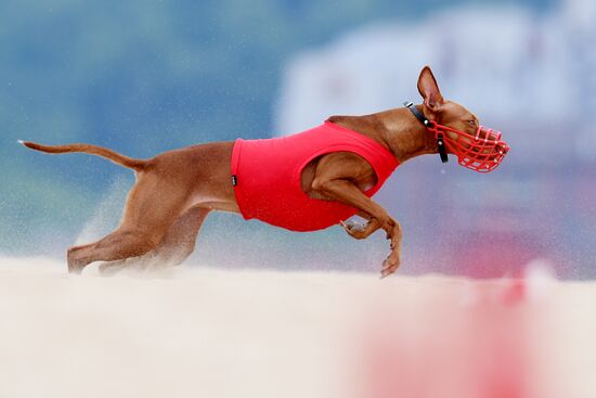 Russia Lure Coursing