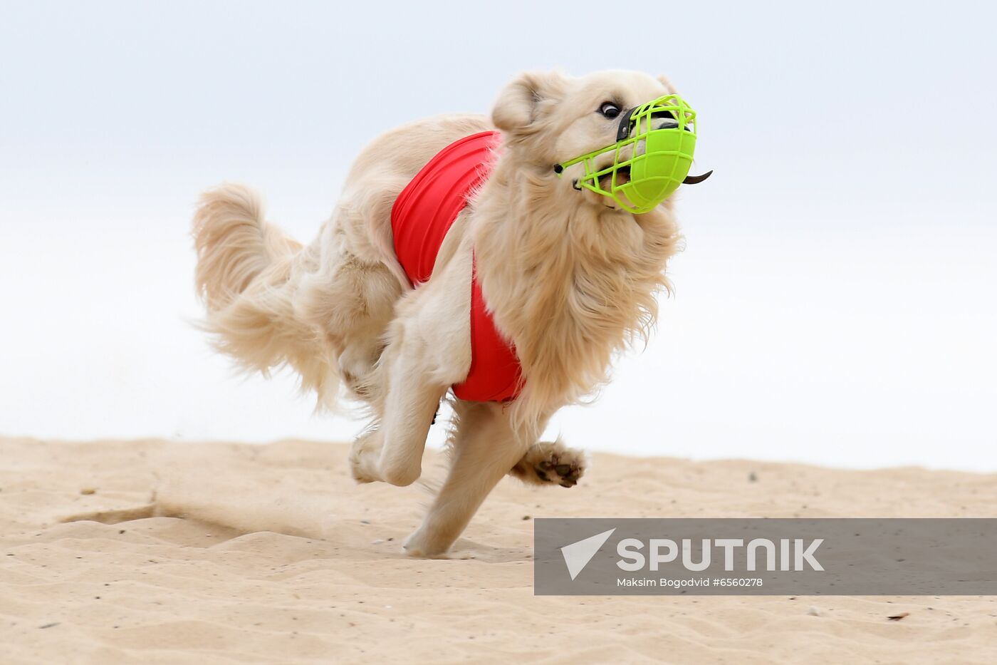 Russia Lure Coursing