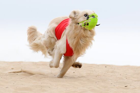 Russia Lure Coursing