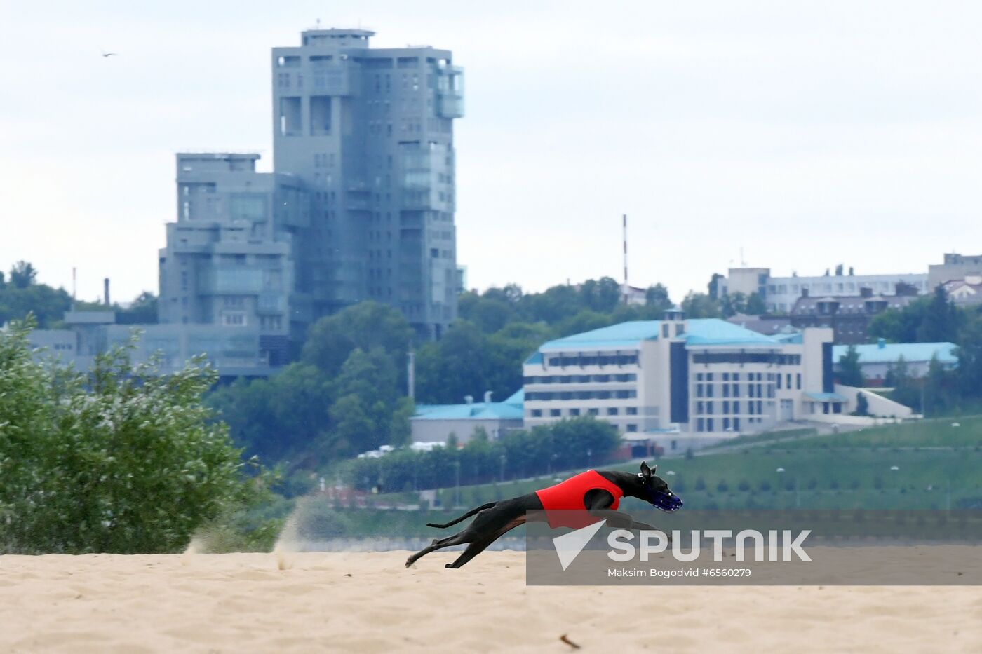 Russia Lure Coursing