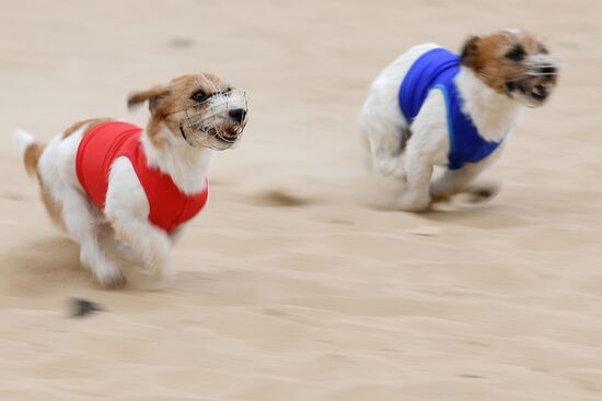 Russia Lure Coursing