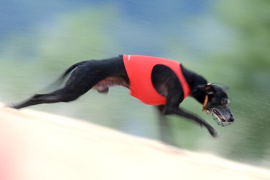 Russia Lure Coursing