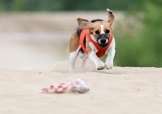 Russia Lure Coursing