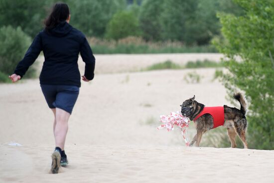 Russia Lure Coursing