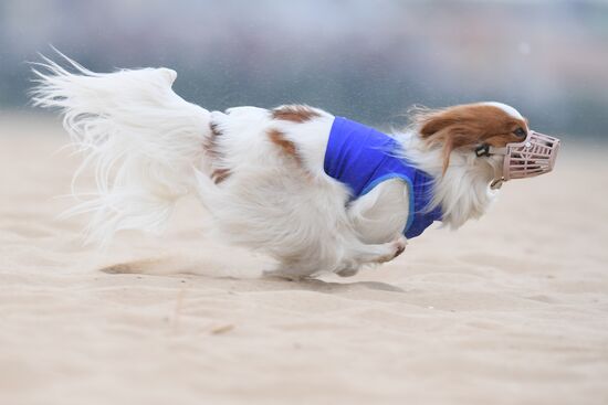Russia Lure Coursing