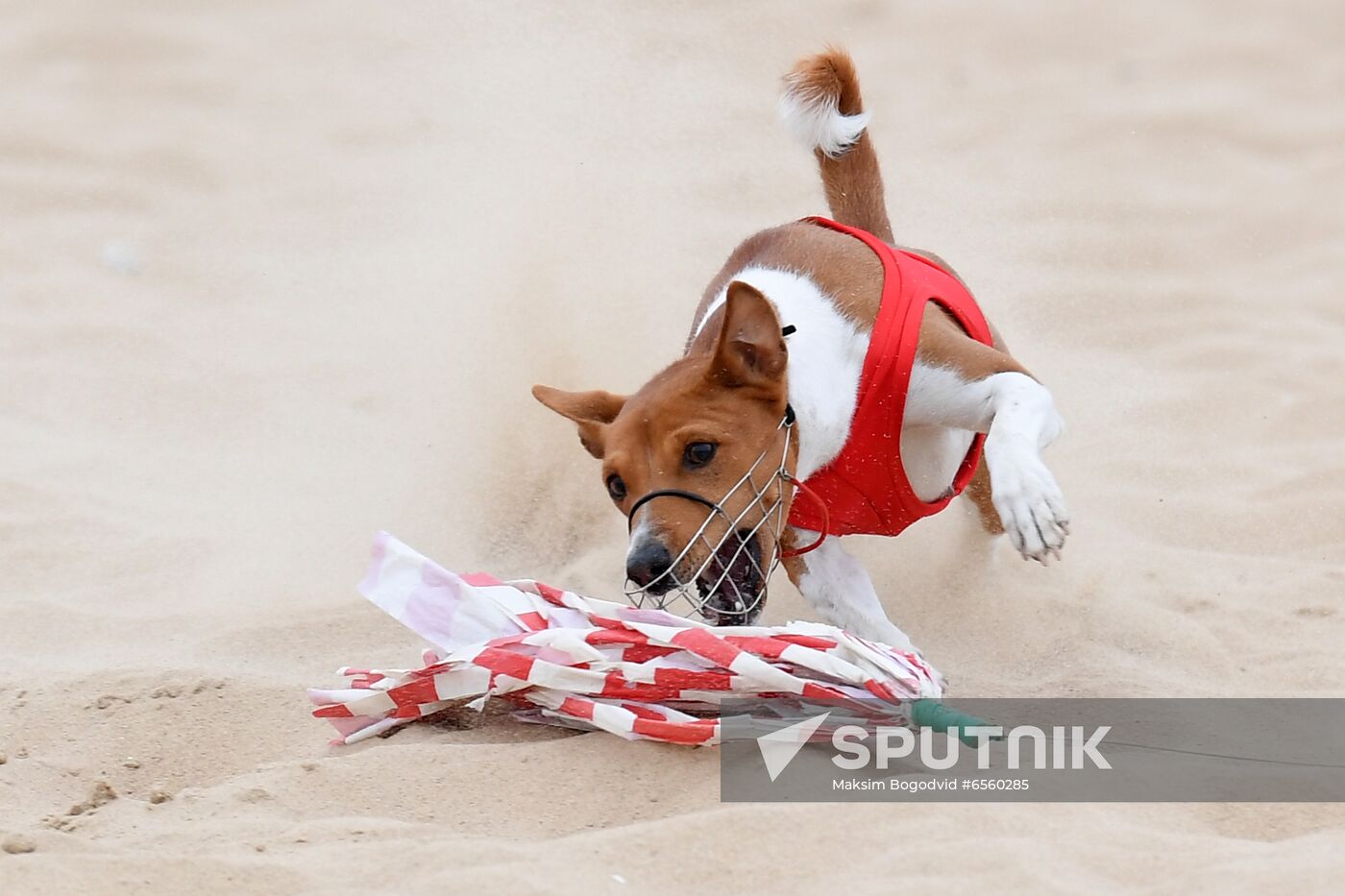 Russia Lure Coursing