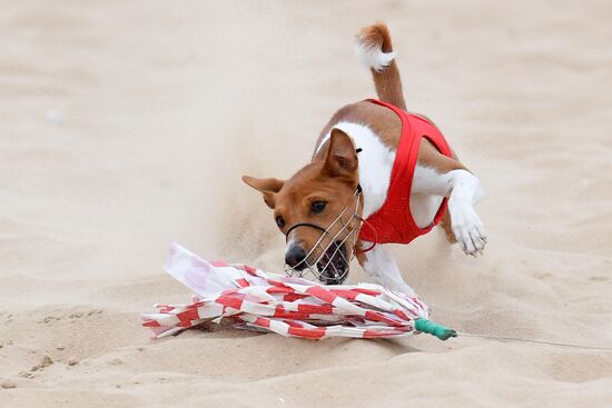Russia Lure Coursing