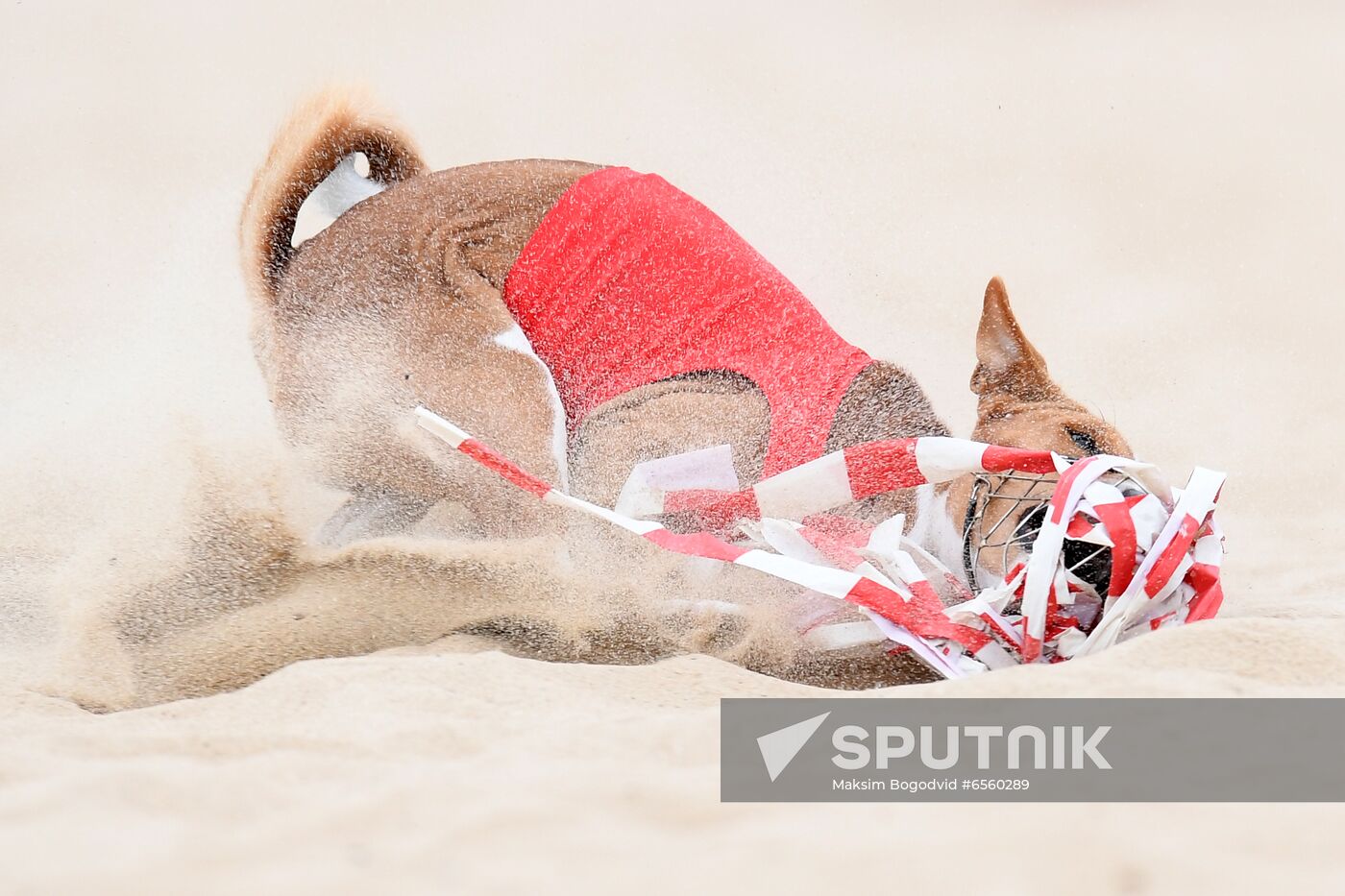 Russia Lure Coursing