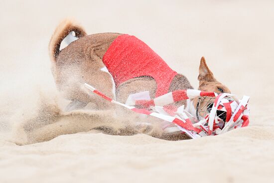 Russia Lure Coursing