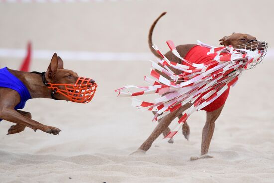 Russia Lure Coursing
