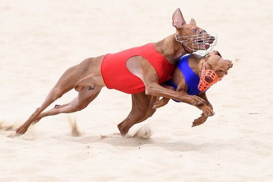 Russia Lure Coursing