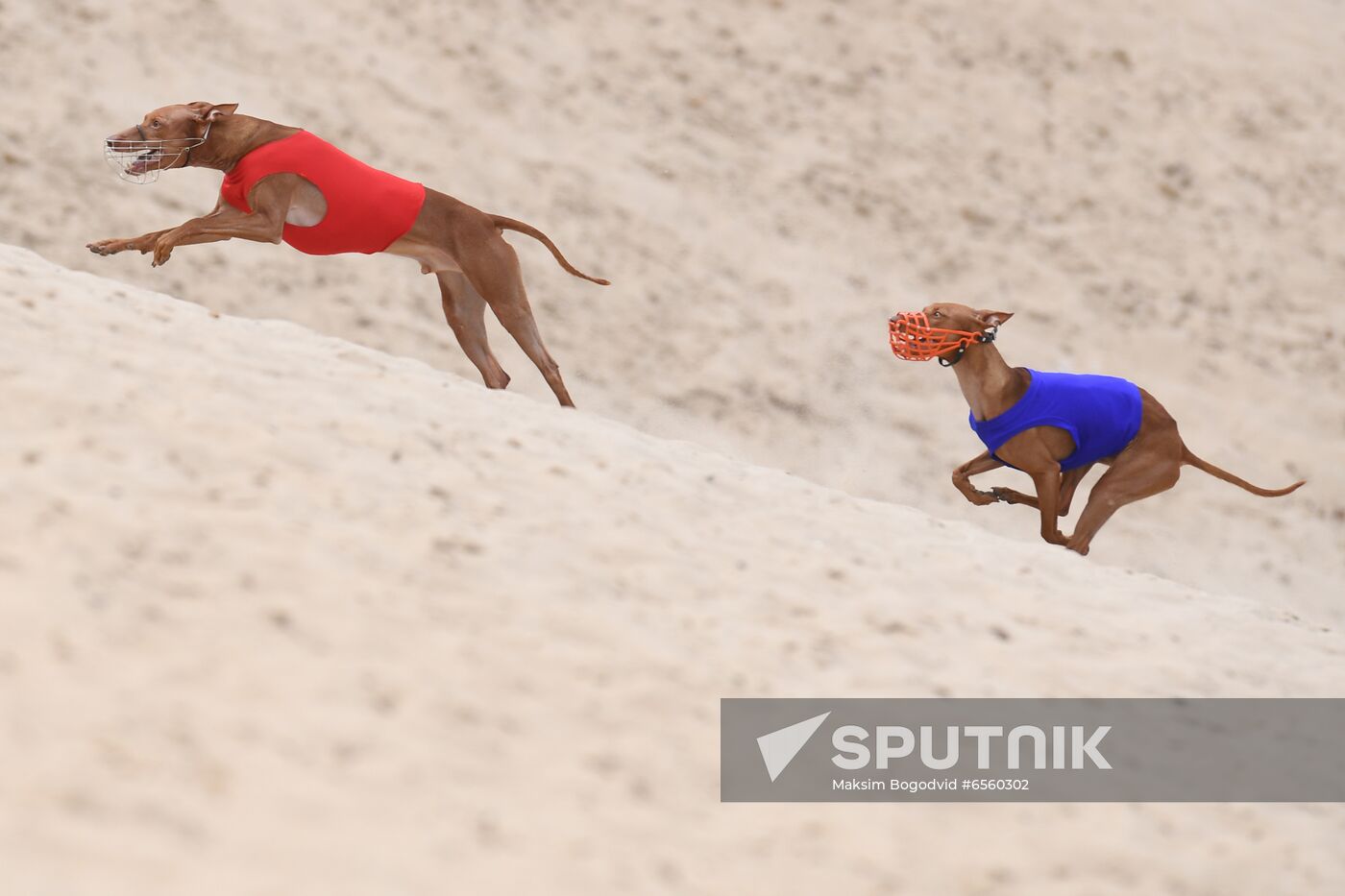 Russia Lure Coursing