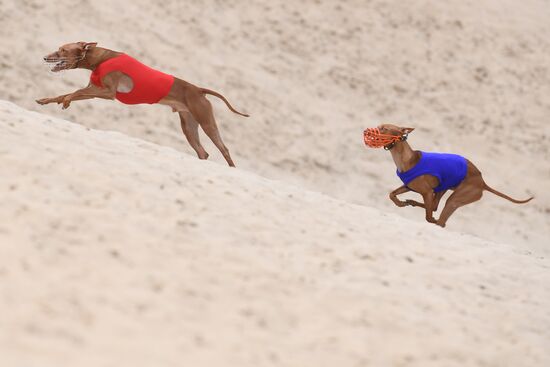 Russia Lure Coursing