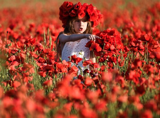 Russia Poppies