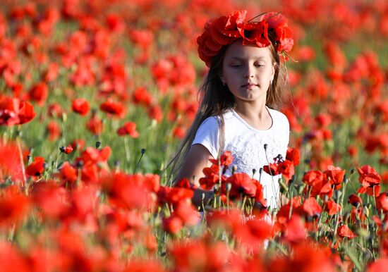 Russia Poppies