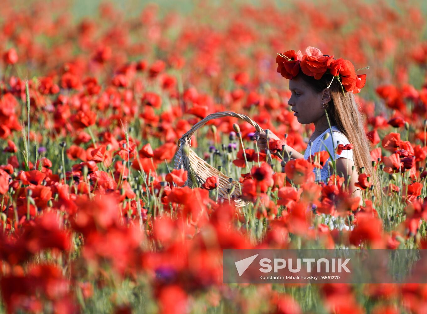 Russia Poppies