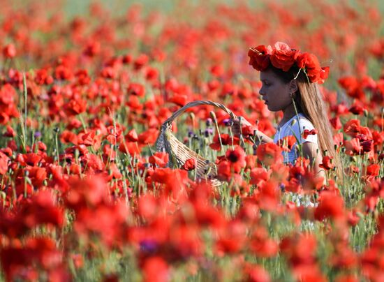 Russia Poppies