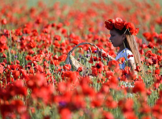 Russia Poppies