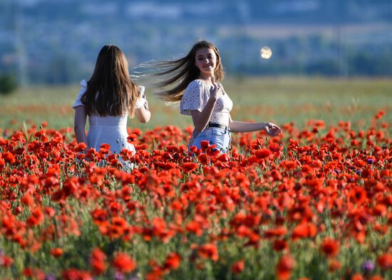 Russia Poppies