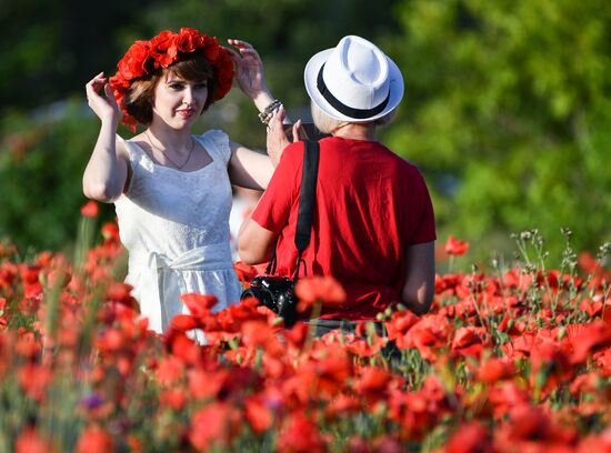 Russia Poppies