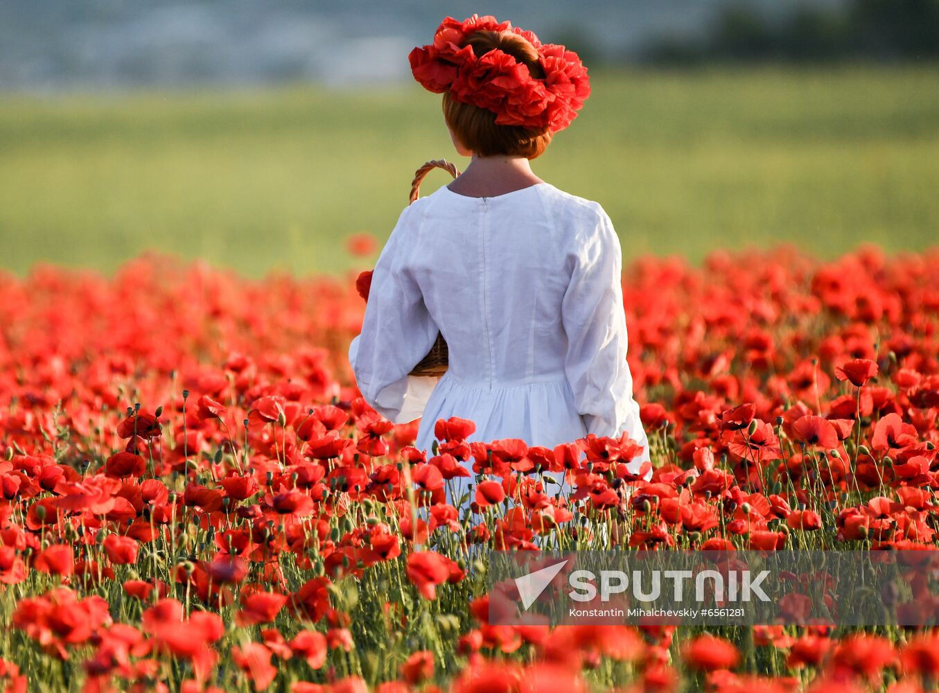 Russia Poppies