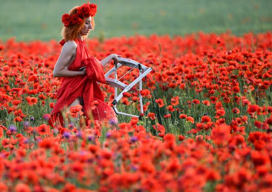 Russia Poppies