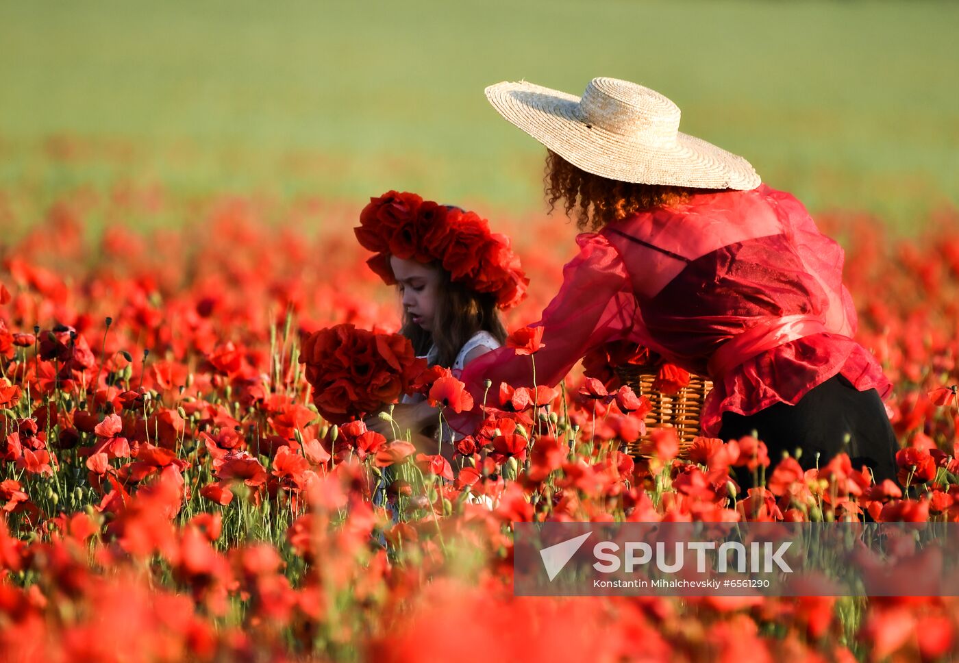Russia Poppies