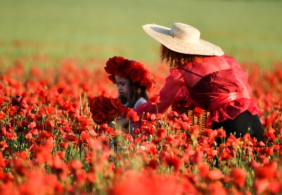 Russia Poppies
