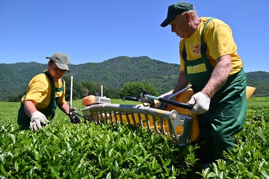 Russia Tea Production