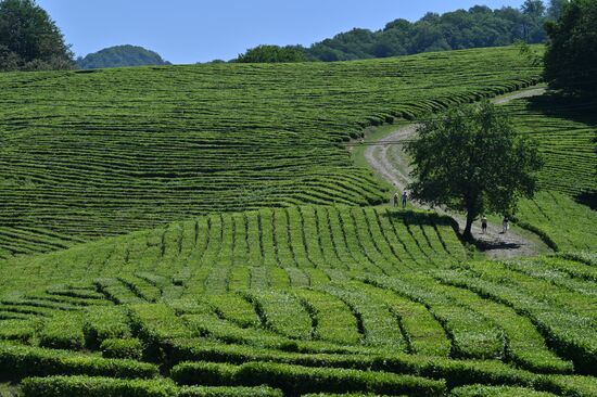 Russia Tea Production