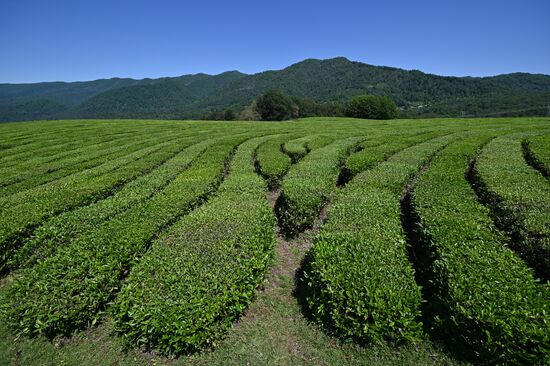 Russia Tea Production