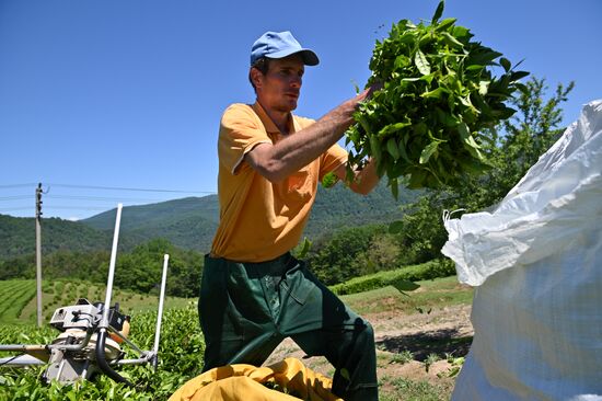 Russia Tea Production