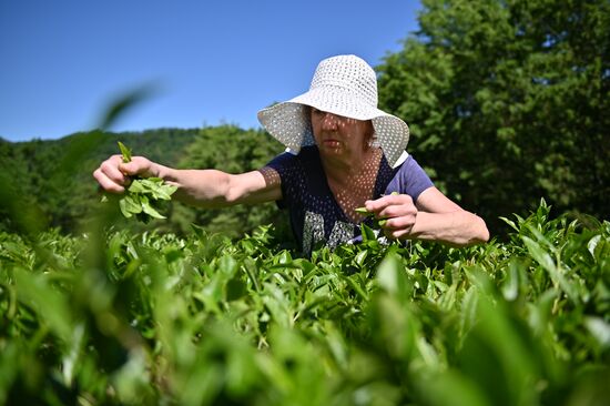 Russia Tea Production