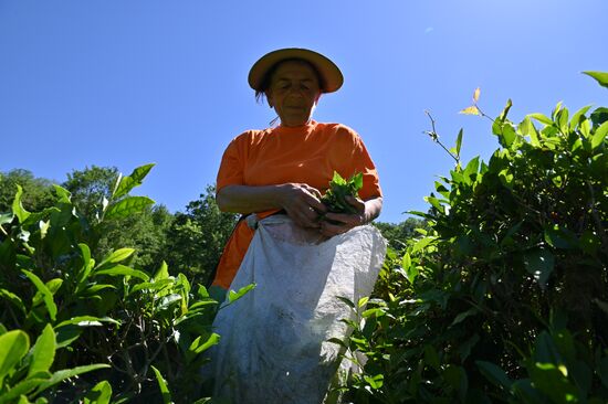 Russia Tea Production