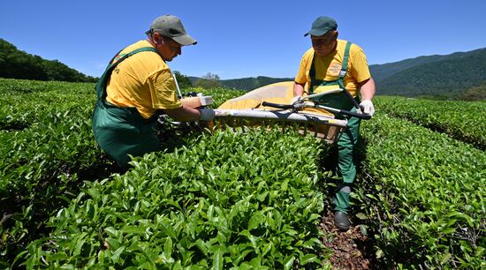 Russia Tea Production