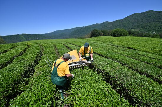 Russia Tea Production