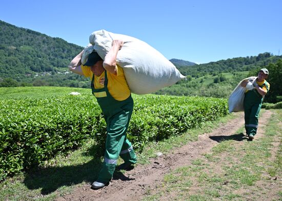 Russia Tea Production