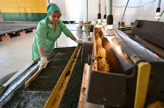 Russia Tea Production