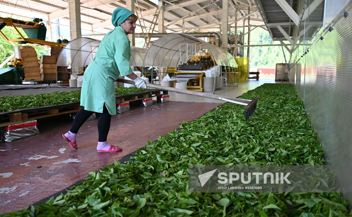 Russia Tea Production
