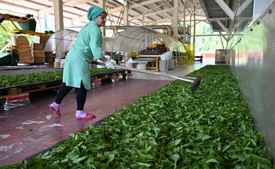 Russia Tea Production